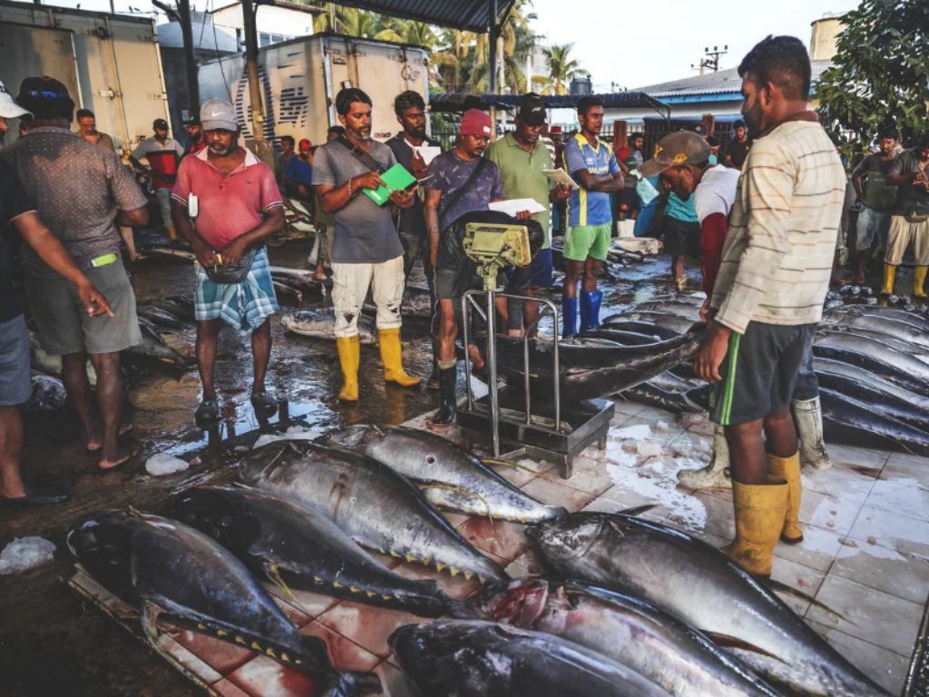 Witness the Negombo Fish Market (Lellama)